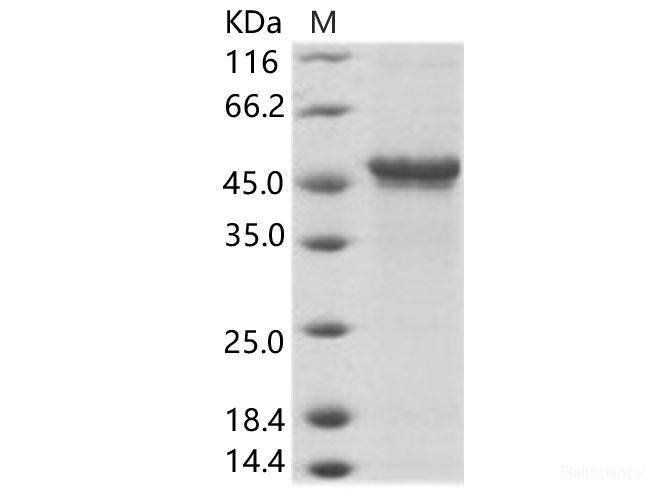 Recombinant EBOV (subtype Bundibugyo, strain Uganda 2007) GP-RBD / Glycoprotein Protein (Fc Tag)