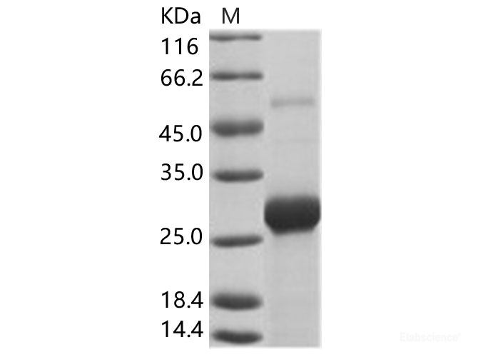 Recombinant EBOV (subtype Bundibugyo, strain Uganda 2007) VP24 Protein (His Tag)