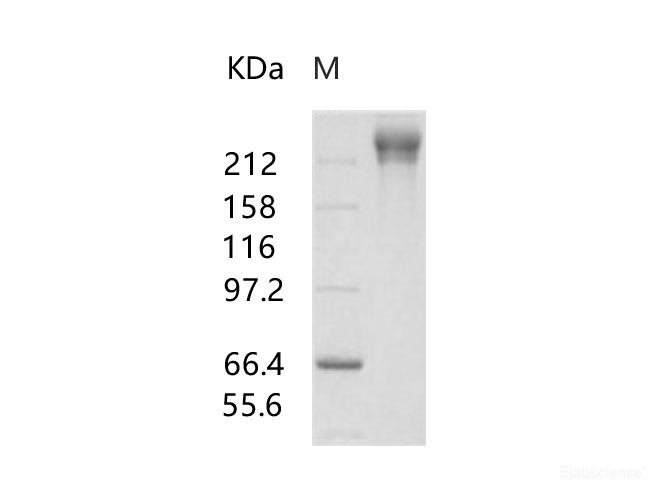 Recombinant HIV-1 gp140 Protein (group M, subtype CRF07_BC) (Fc Tag)