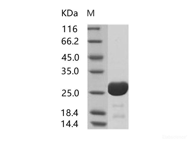 Recombinant HIV-1 p24 Protein (group O, strain BCF06) (His Tag)