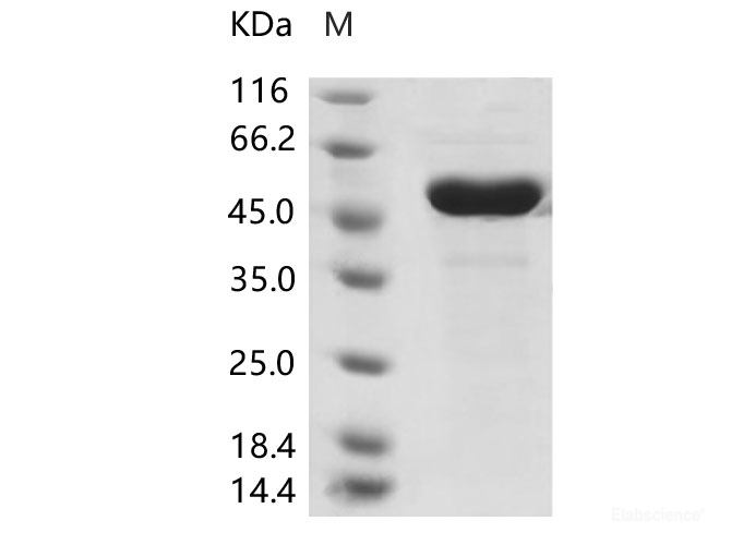 Recombinant Human coronavirus (HCoV-OC43) Nucleoprotein / NP Protein (His Tag)
