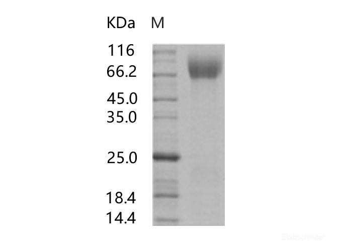 Recombinant HIV-1 (group M, subtype C, strain 92BR025) gp140 Protein (Fc Tag)