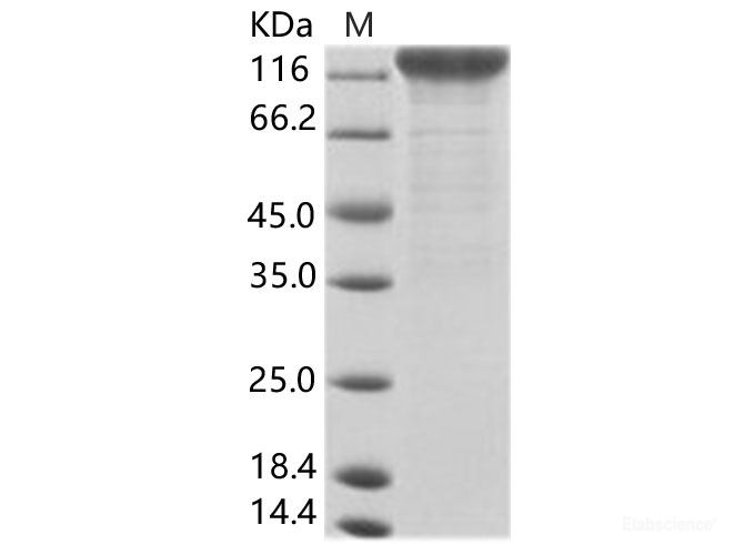Recombinant CyCMV (strain OT-1) glycoprotein B / GB Protein (Fc Tag)