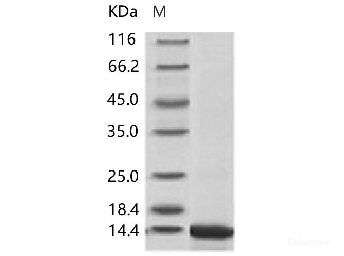 Recombinant ZIKV E / Envelope protein (Domain III, His Tag)