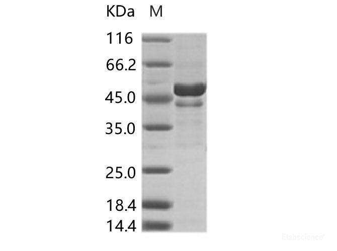 Recombinant ZIKV (strain Zika SPH2015) Envelope protein ( His Tag)
