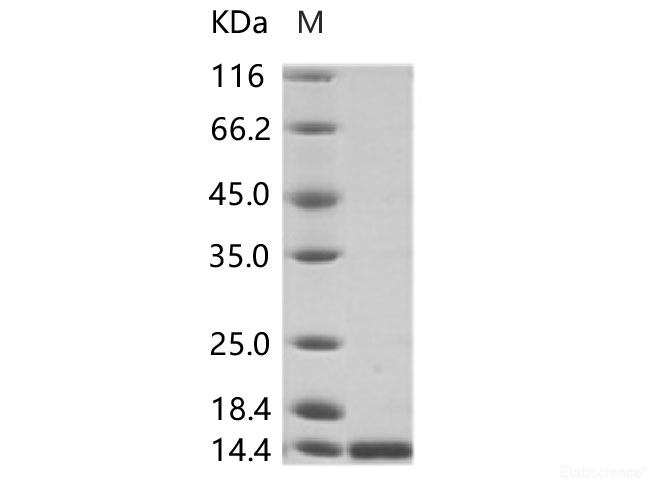 Recombinant ZIKV (strain Zika SPH2015) Envelope protein (Domain III, His Tag)