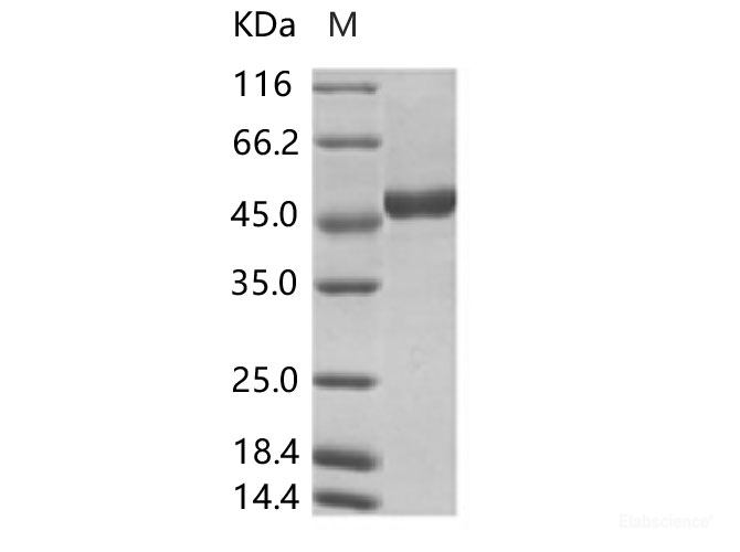 Recombinant ZIKV (strain Zika SPH2015) NS1 protein (C-His Tag)