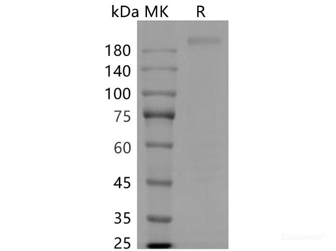 Recombinant SARS-CoV-2 S-trimer Protein
