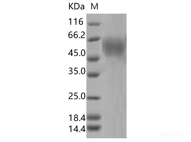 Recombinant SARS-CoV-2 Spike S1 NTD (L18F, D80A, D215G, ΔLAL242-244, R246I)(His Tag)