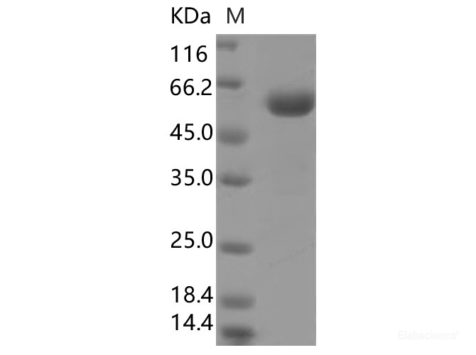 Recombinant SARS-CoV-2 Spike Protein (RBD, mFc Tag)(V367F)