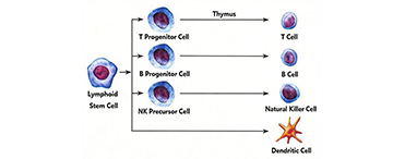 DC Cell Population Detection