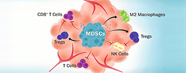 MDSC Cell Population Detection	 